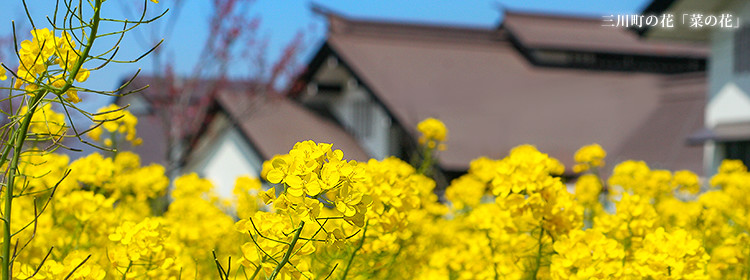 三川町の花　「菜の花」